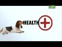 Dogs 101- Basset Hound の動画、YouTube動画。