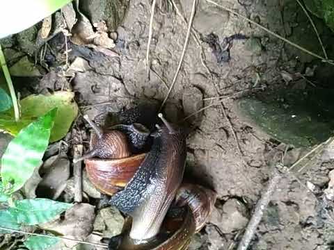 Hot snail action