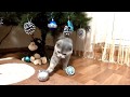 Cat vs Christmas tree