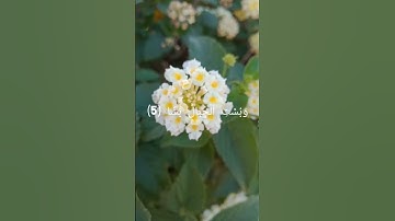 #سورة_الواقعة #reels