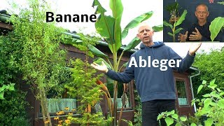 Banane durch Ableger vermehren