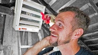 Time To Quit Babying Our Chickens