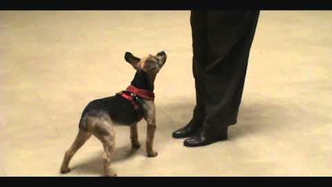 Clicker Training Basics - Getting Started With Clicker Training