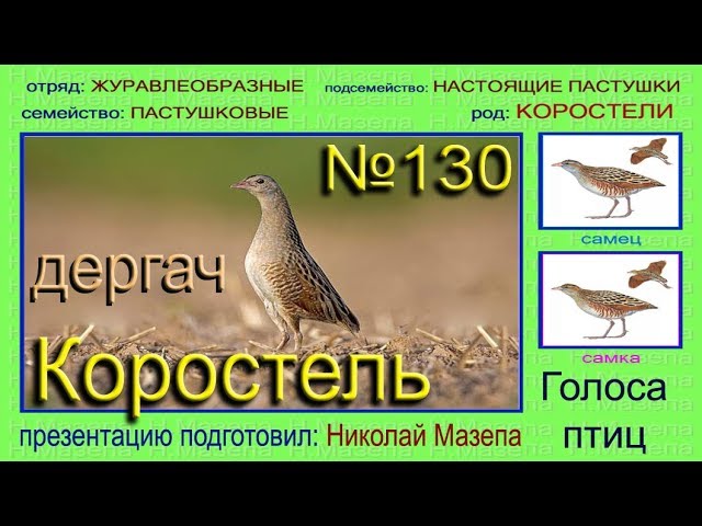 Голоса птиц словами. Коростель ареал обитания. Коростель птица голос. Дергач птица голос. Коростель птица звуки.