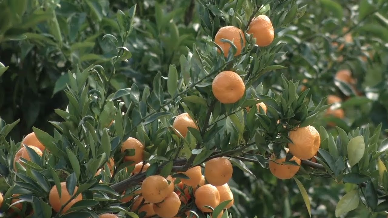 Bulloch County Farmer Leading Georgia S Citrus Movement Bulloch County Farmer Leading Georgia S Citrus Movement