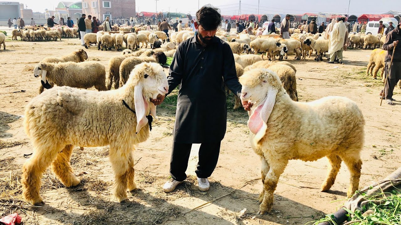 Vvip kajla bacha big frame kajla female pregnant 2 month confirm full video dekhien HS GOAT FARM 