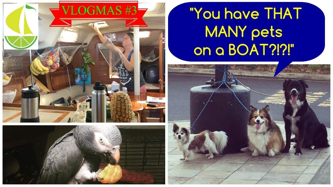 Clean with me - The truth about living on a boat with pets - VLOGMAS