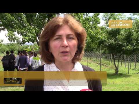 CENN-მა კოლხური ბზის გადასარჩენად ახალი კამპანია დაიწყო (ვიდეო)