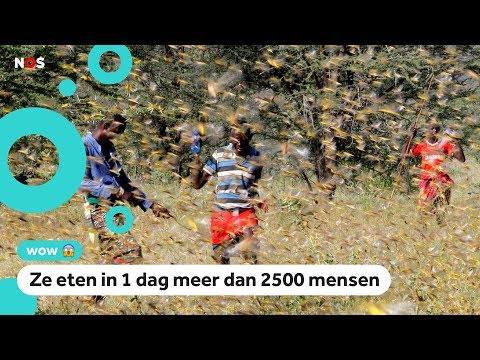 Video: Zespunts Sprinkhaan - Een Gevaarlijke Fijnproever