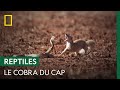 Affrontement entre un cobra du Cap et une mangouste jaune | LE MOIS DES SERPENTS