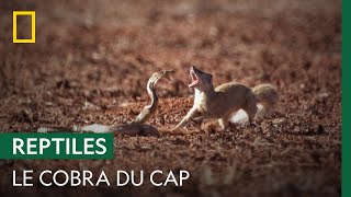 Affrontement entre un cobra du Cap et une mangouste jaune | LE MOIS DES SERPENTS