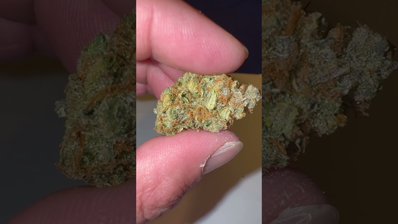 TERPY TIME TASTE BUDS !!!! - NEW DROP !!!! - THAT SUPER SILVER HAZE !!!! - BY - 