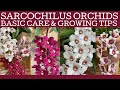 Sarcochilus orchid care: Australian orchid growing tips.