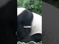 Gentle giants of the forest