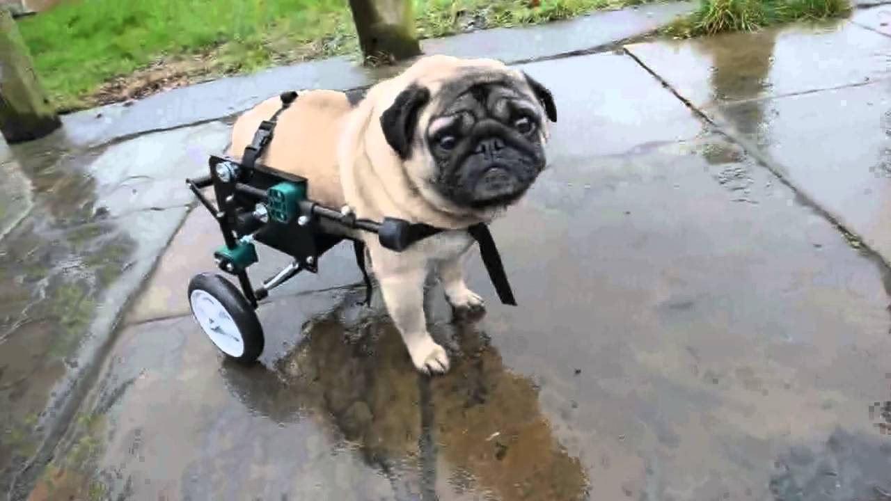 Algernon the pug dog gets mobility wheels! YouTube