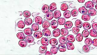 Emptiness, Emptiness, Emptiness of Emptiness