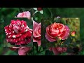 Розы под музыку П.И. Чайковского &quot;Вальс цветов&quot;