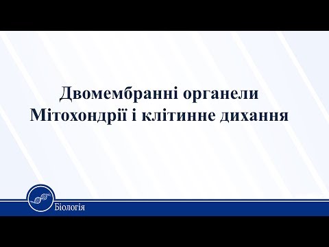 Двомембранні органели. Мітохондрії і клітинне дихання. Мітохондрія. Біологія 10 клас