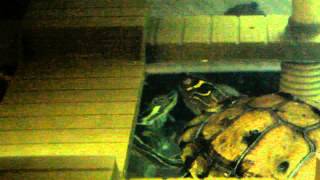 Mississippi Map turtle mating ritual with Cumberland Slider.