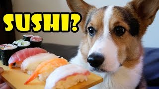 CORGI Confused TRYING SUSHI FOR 1st Time || Life After College: Ep. 559
