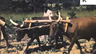 1950s Farming in Central Africa, Rhodesia, Colour Footage, Zimbabwe