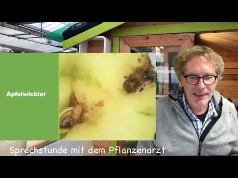 Video: Werden Apfelwickler vom Licht angezogen?