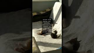 The Whisker Wisdom Blogthe Purrfectly Unique Feline Feature The Nose Padas Cat Lovers...