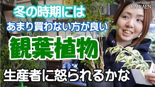 冬の時期　買わない方が良い　観葉植物　教えます　オススメしない　理由も　説明します【おうちでグリーン】【おうちでガーデニング】開花園チャンネル