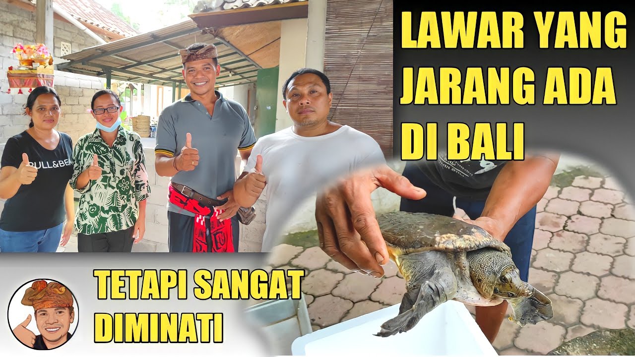 LAWAR YANG JARANG ADA DI BALI DAN DIMINATI - LAWAR EMPAS / LAWAR BULUS (WARUNG LAWAR KUWIR 99)