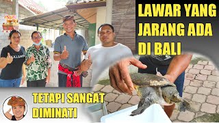 LAWAR THAT IS RARELY AVAILABLE IN BALI AND IS IN DEMAND - LAWAR EMPAS / LAWAR BULUS (WARUNG LAWAR...