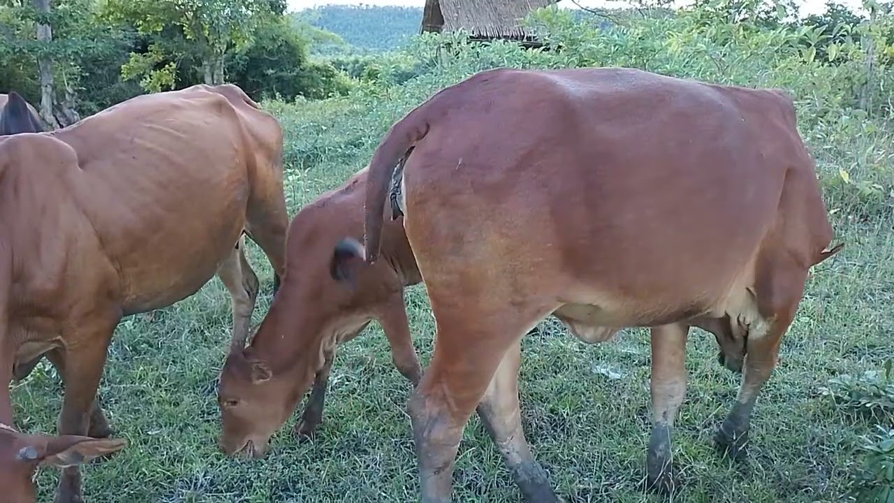 MKT – နွားကျောင်းသားလေး ကျနော် [i'm a cowboy from countryside] @MaungKyawThet2 