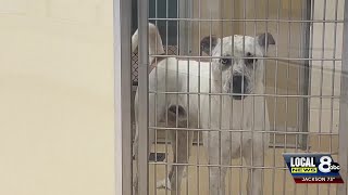 Pocatello Animal Shelter starting summer with an excess of dogs