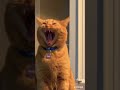 Playful Cats Compilation | Fun Moments with an Orange Tabby and Maine Coon #cats #catshorts #catlife