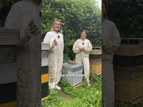 Comment se portent les abeilles des Hauts-de-France ?