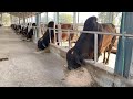 Sahiawal Bulls 52,14 Kg Mother&#39;s Milk Record of Semen Production Unit CEBG ll Sahiwal Cattle Breed