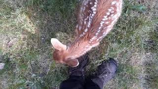 Taking the Baby Deer for a walk