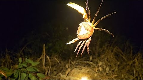 Câu cá trê vàng khu vực Tiền Giang tập 3