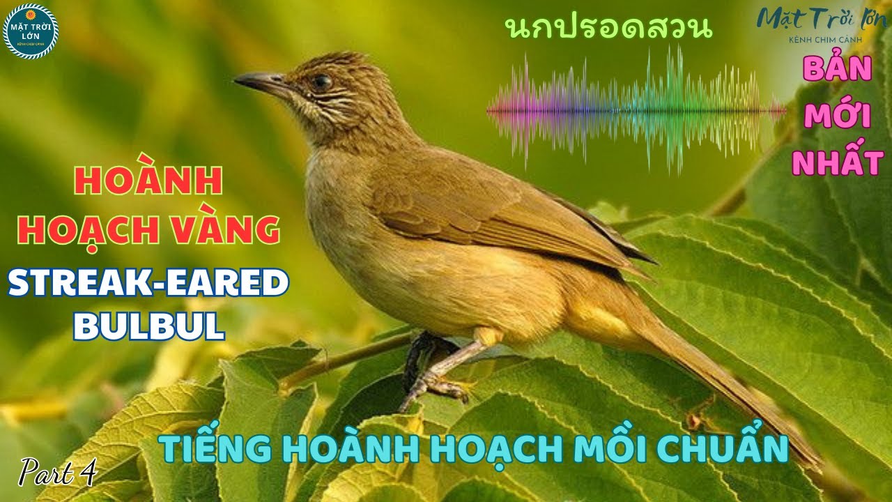 ✅Tiếng chim Hoành hoạch vàng mồi | Bông lau tai vằn | Chim Trao trảo ✅Streak-eared Bulbul |นกปรอดสวน
