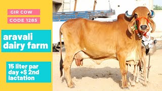 gir cow top breed 15 liter aravali dairy 9983954391