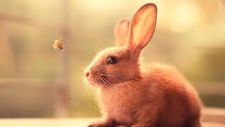Ну ооочень милые животные) МИ-МИ-МИ) Ну ооочень милые животные) МИ-МИ-МИ)