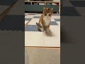 きなこさんとキャッチボール #shorts