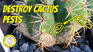 How to kill ☠️ mealybugs and scale bugs on cacti 🌵 and succulents