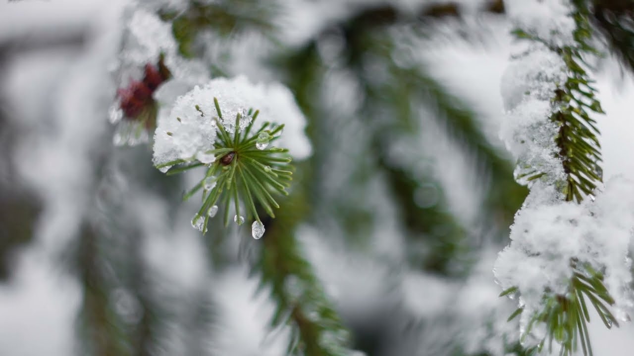 A Charlie Brown Christmas - Winter Wonderland 4K