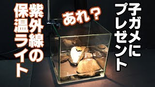 子亀に【保温ライト】ﾌﾟﾚｾﾞﾝﾄした結果･･･なにこれ？詐欺？【カメ水槽③】