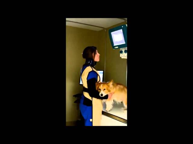 Digital Chest X-ray Of Dog, Smithfield Road Veterinary Hospital, PLLC,  Knightdale, . - YouTube