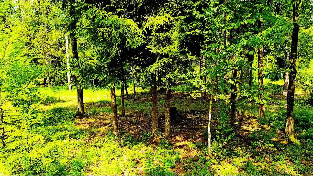 Сбегите от городской суеты под звуки лесных птиц для сна и медитации.