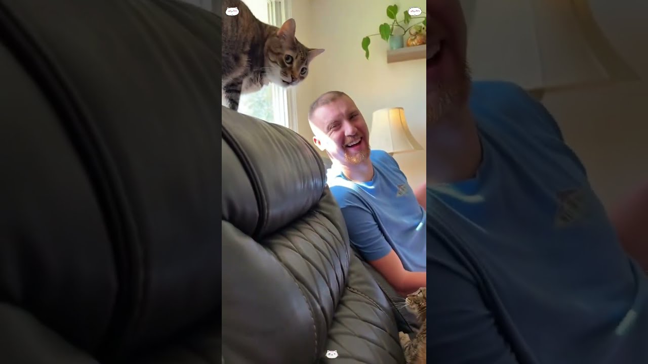 When You Have Two Dramatic Cats Funnny Usa Catsoftiktok Catlover Tiktok