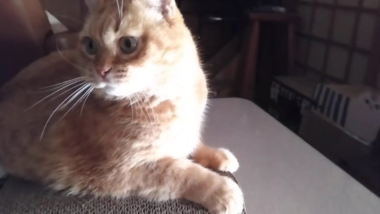 爪とぎの上で始まったのんびり遊び