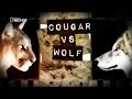 Пума Против Волка,Cougar vs Wolf,NatGeoWild