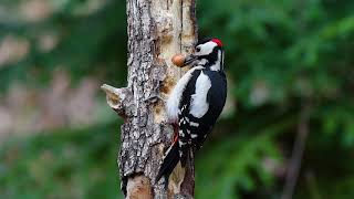Woodpecker eats a hazelnut | Dendrocopos major | Great Spotted Woodpecker